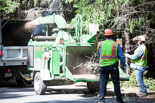 Tazewell, VA Tree Removal Services Company